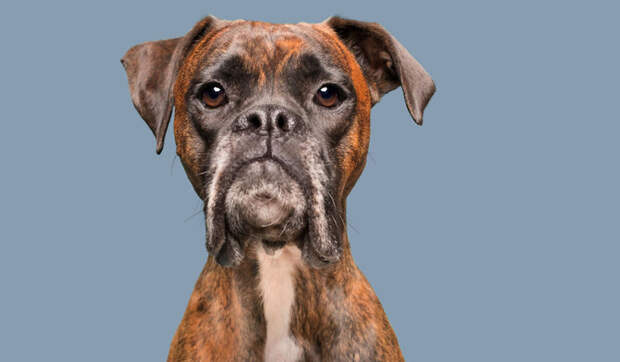 Все эмоции на морде — проект про собак, единственных и неповторимых