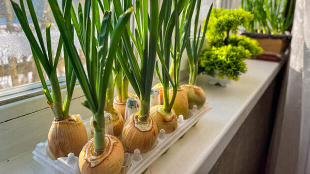 Первый «огород» на подоконнике