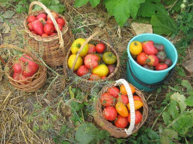 Органическое земледелие, пермакультура: урожай в соломе