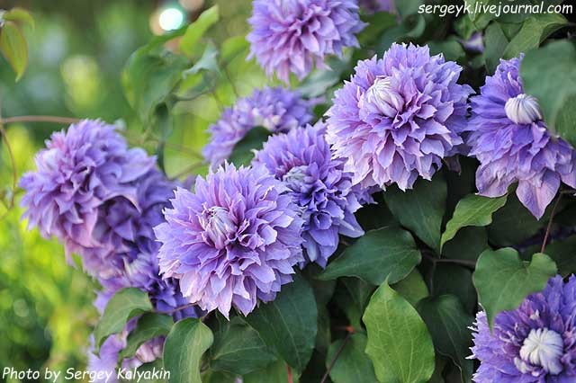 Clematis Diamantina (1).JPG Clematis Diamantina (1).JPG