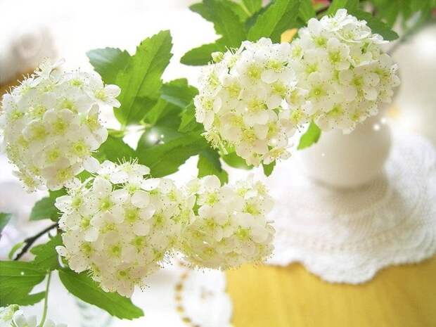 белоснежные цветы черемухи