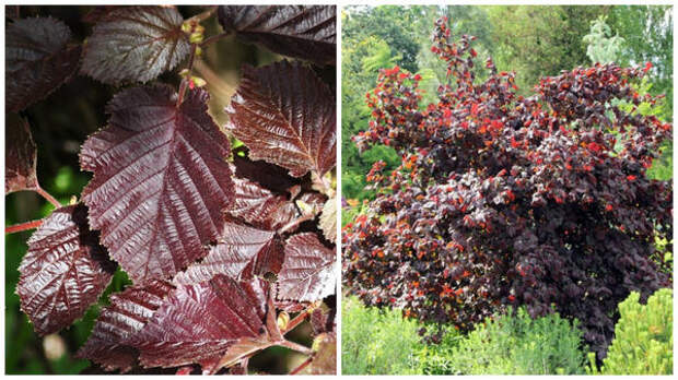 Лещина обыкновенная Atropurpurea. Фото с сайта botanik.de. Лещина обыкновенная Red Majestic. Фото с сайта kurowski.pl