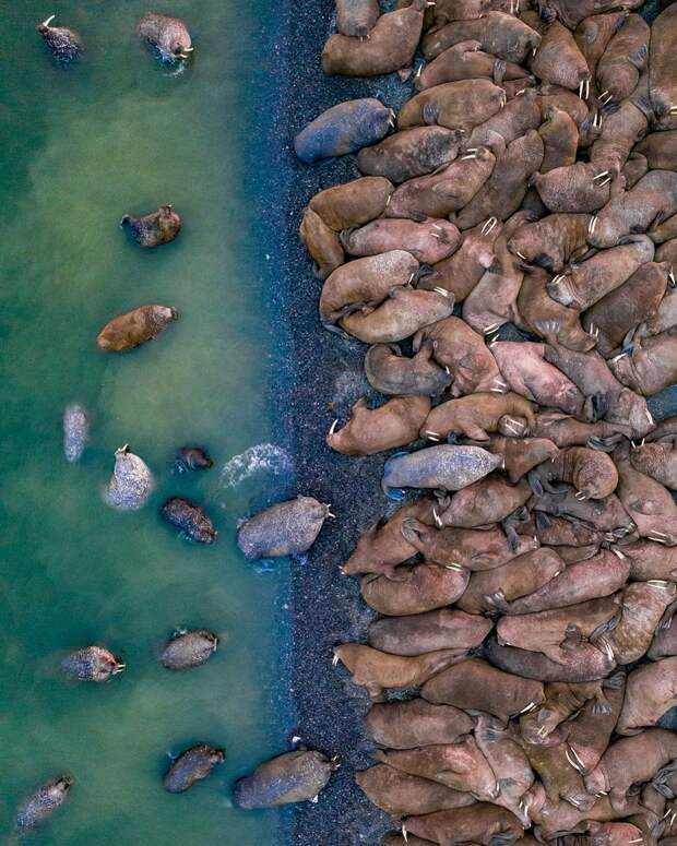 Дикие животные и подводный мир на снимках Дмитрия Коха