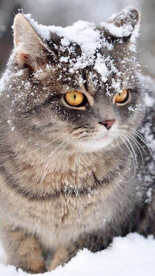Снежные кошки - Кошку припорошило снегом