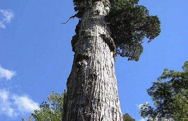 Патагонский кипарис, растущий в роще Анд в южном регионе Чили, живет уже 3643 года. К сожалению, в Патагонии в XIX и XX веках было вырублено множество старых деревьев, среди которых вероятно были и еще более старые представители кипарисов. Алерсе (так его называют местные) является третьим по продолжительности жизни деревом с точно рассчитанным возрастом