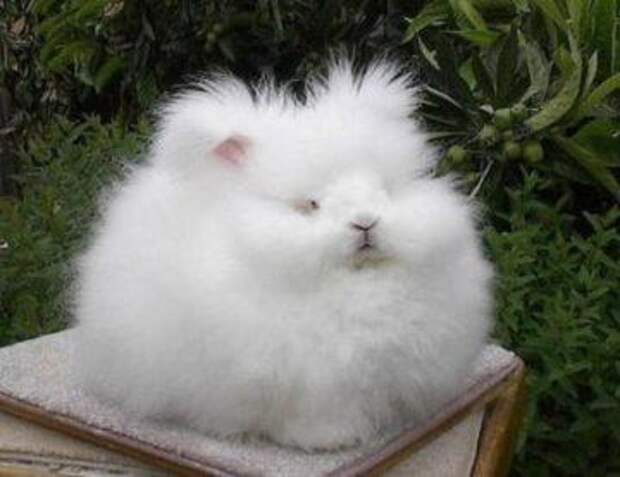 Ангорский кролик: карликовый, декоративный, фото, цена