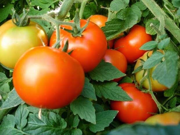 Йод для томатов: дешево и сердито!