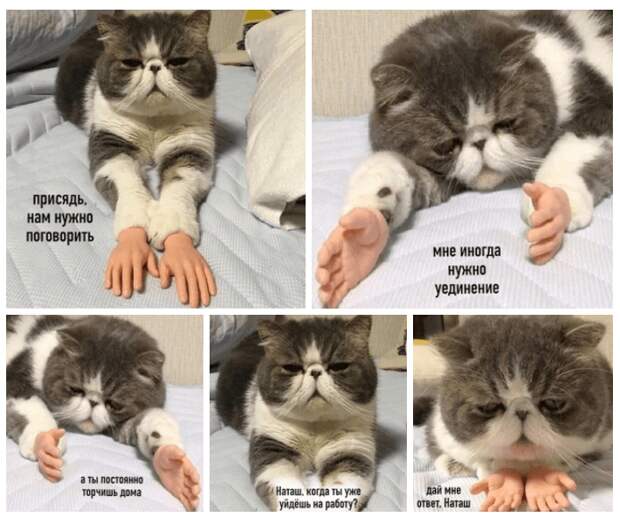 коты против карантина