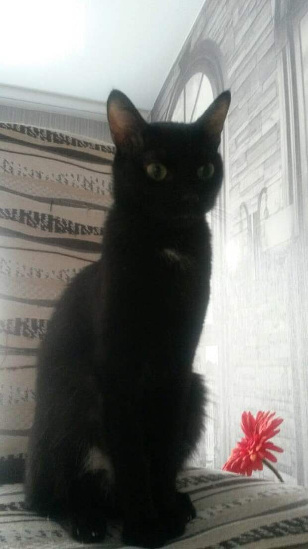 помощь больному коту черный кот