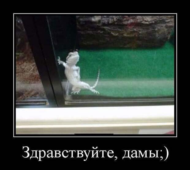 Демотиваторы (20 фото)