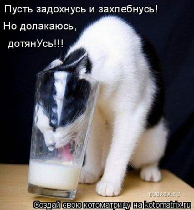 Котоматрица :)