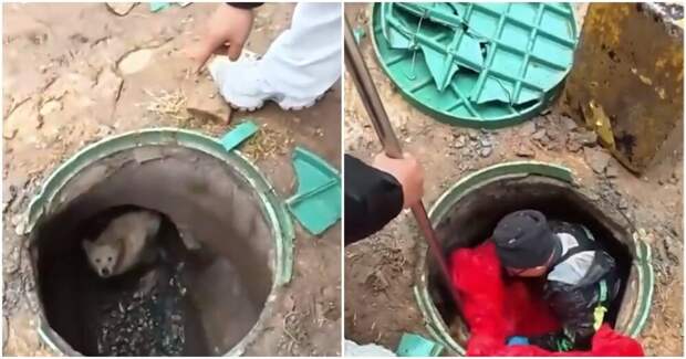 В Китае спасли собаку, которая несколько лет жила под землей