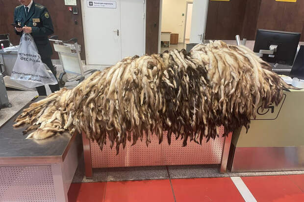 930 шкур хорька нашли в багаже иностранца в российском аэропорту