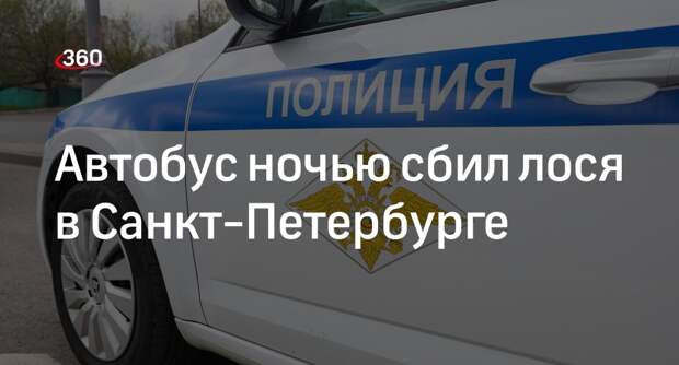 «Фонтанка»: в Санкт-Петербурге пассажирский автобус сбил лося