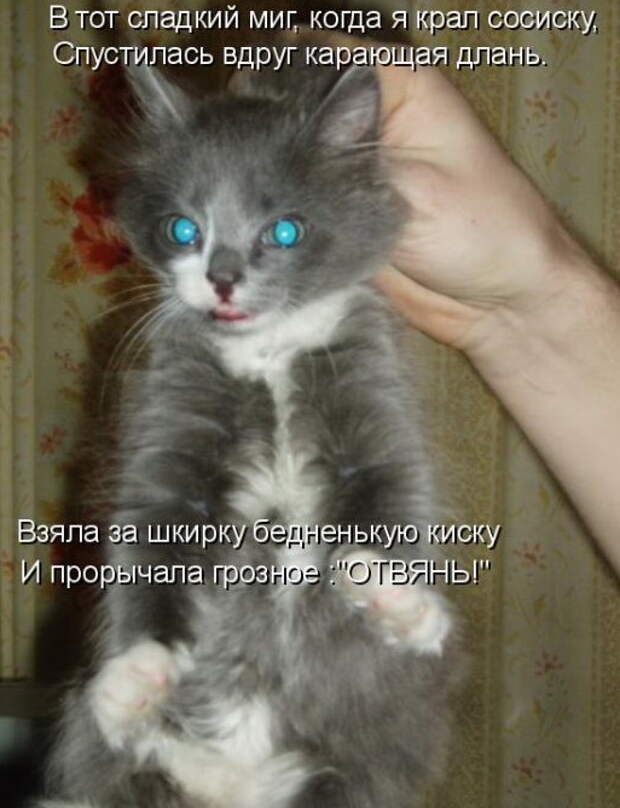 Лучшие котоматрицы недели Лучшие котоматрицы недели