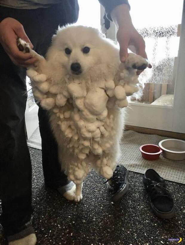 Животный мир! Животный мир!