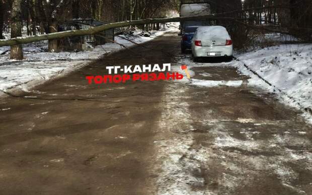 В Рязани дерево чуть не повредило машину