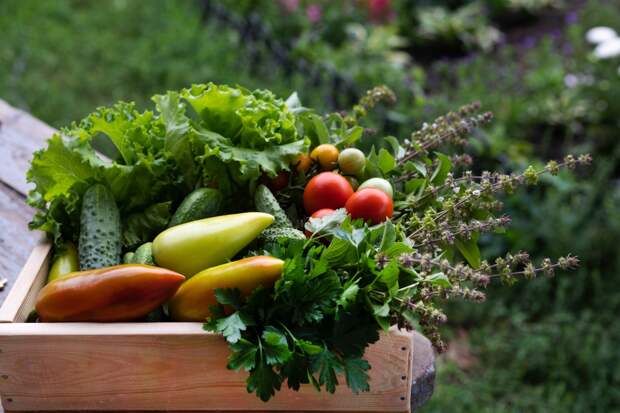 Россиян предупредили об опасности ранних овощей весной