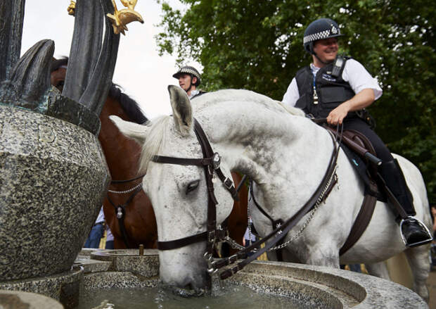 Лошадь конной полиции пьёт воду из фонтана в Грин-парке, Лондон, Англия.