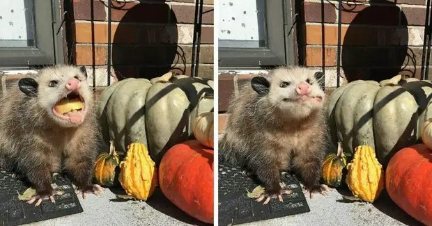 13 фото поссумов и опоссумов, которые покажут, что их все же сложно перепутать