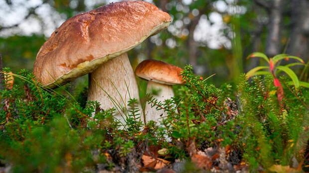 В России ожидается увеличение цен на грибы