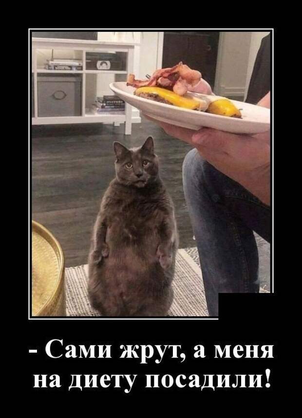 Кошачьи демотиваторы демотиваторы, коты, юмор