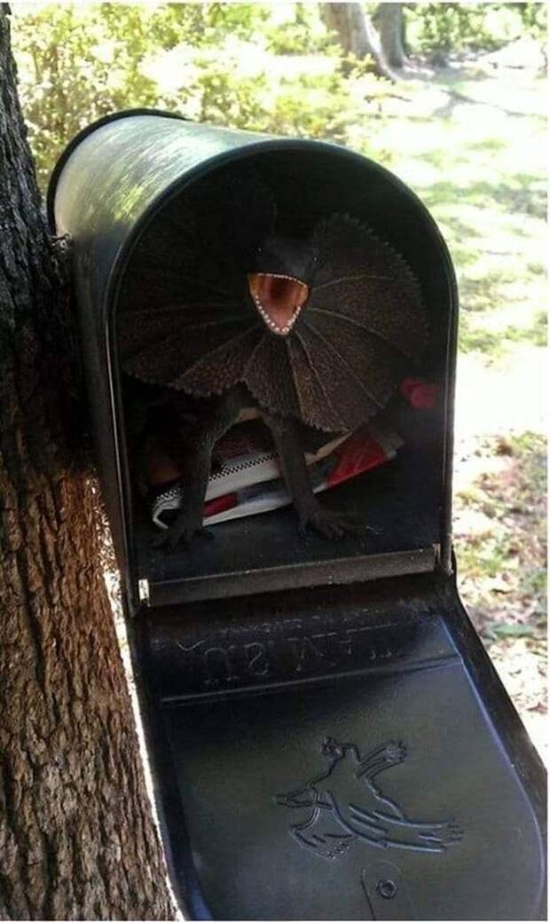 В почтовом ящике может оказаться не только почта