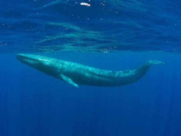 Голубой кит | Darada