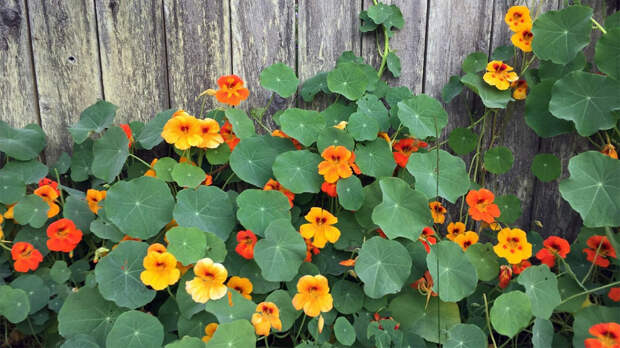 Красивые и неприхотливые: 7 цветов, которые можно выращивать без рассады