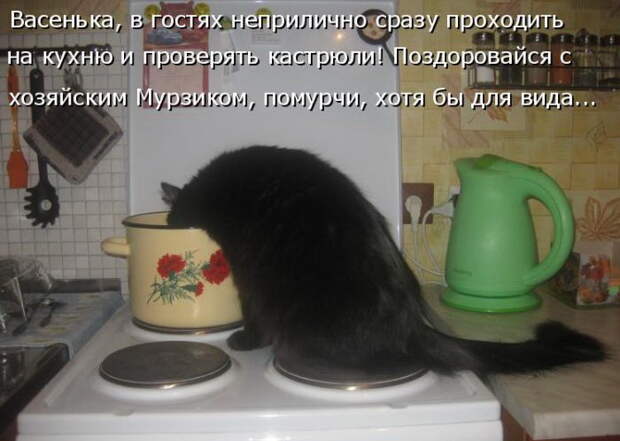 Лучшие котоматрицы недели Лучшие котоматрицы недели