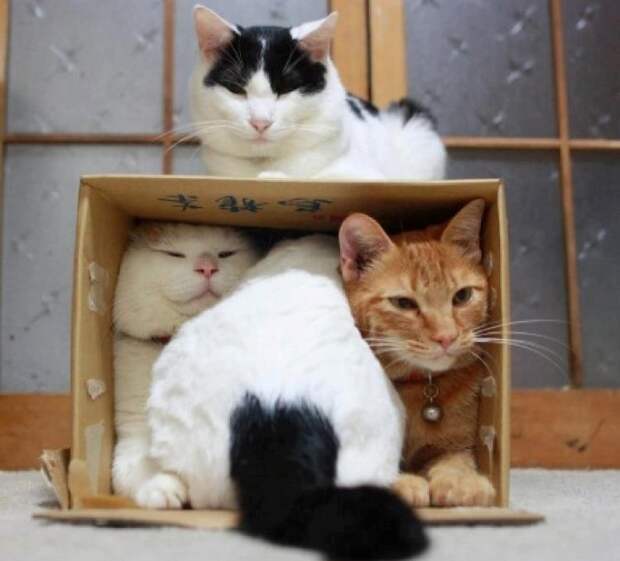 Все кошки любят коробки животные, коробки, кошки