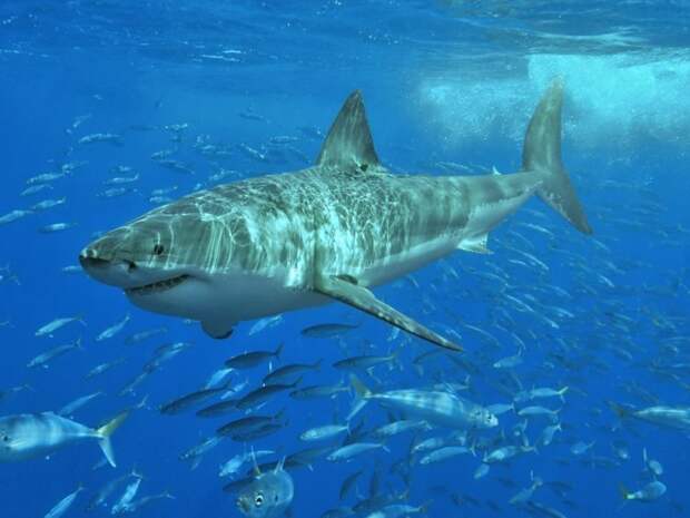 10 мест в мире, где можно увидеть больших белых акул в действии 
