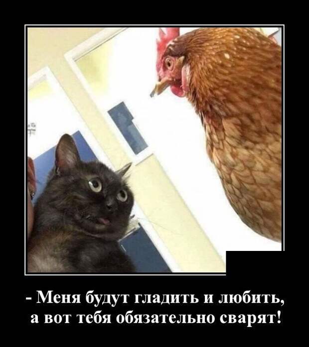 Кошачьи демотиваторы демотиваторы, коты, юмор