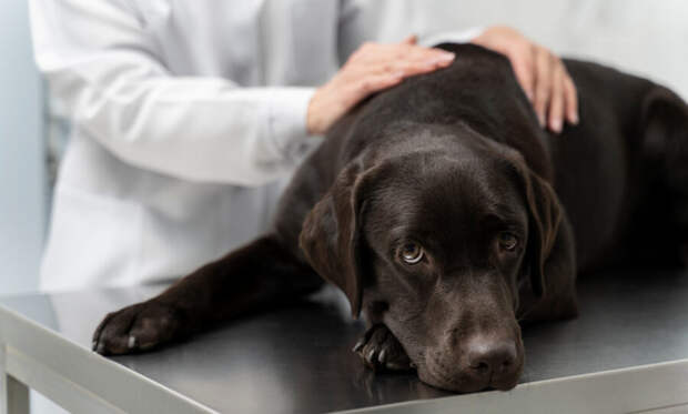 От редкого заболевания мегаэзофагус собаку может вылечить «виагра»