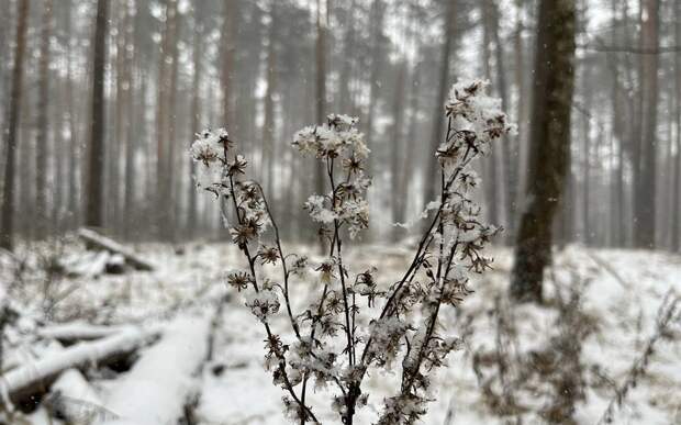"Потрясающий снегопад": в Рязанской области сугробы вырастут до 70 см