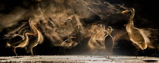 Лучшие фотографии птиц с конкурса Bird Photographer of the Year 2018 14