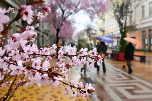 Погода 7 апреля: ожидаются дожди