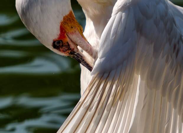 Vivo называет X300 Ultra «божественным инструментом» для наблюдения за птицами — 400 мм и до 1600 мм без громоздкой оптики