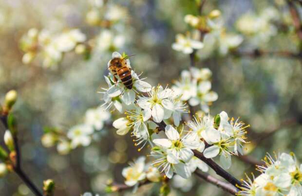 Пчела опыляет цветы на дереве