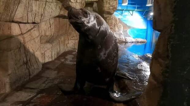 Как чистят зубы морскому льву