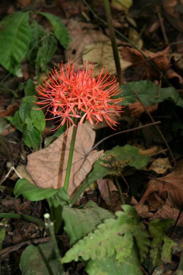 Скадоксус киноварный (Scadoxus cinnabarinus), синоним Гемантус киноварный (Haemanthus cinnabarinus)