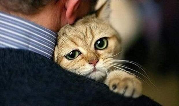 Почему ученые считают, что у каждого мужчины должна быть кошка