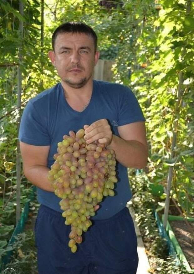 Хитрости для дачников Хитрости для дачников дача, идеи, интересное, посевная, советы, хитрости