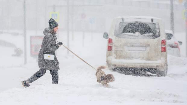 Депутаты вернутся к законопроекту об обязательном учете питомцев после выборов