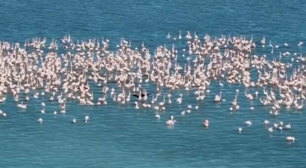 15 тысяч фламинго остановились на Караколе по пути из Ирана