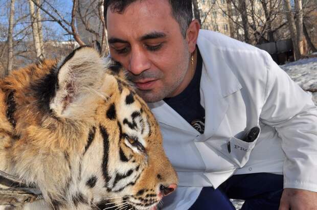История челябинского ветеринара, который спас покалеченного тигра (А начинал он с собак и кошек)