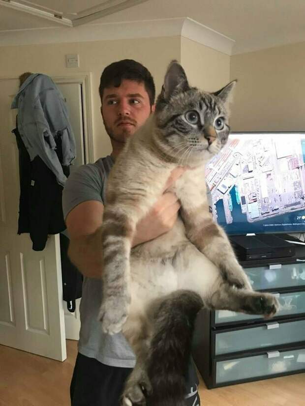 Кот кажется огромным, но это ракурс Кот кажется огромным, но это ракурс взглянуть дважды, забавно, иллюзии, нужный момент, показалось, прикол, фото