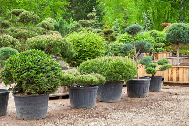 Старайтесь не покупать растения с оголённой корневой системой, особенно хвойные. Лучше выбрать деревья в контейнерах