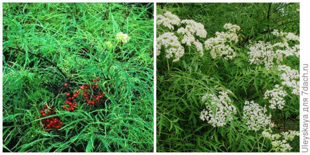 Бузина красная Tenuifolia. Фото с сайта pinterest.com. Бузина черная Laciniata. Фото с сайта ilbosco.ru