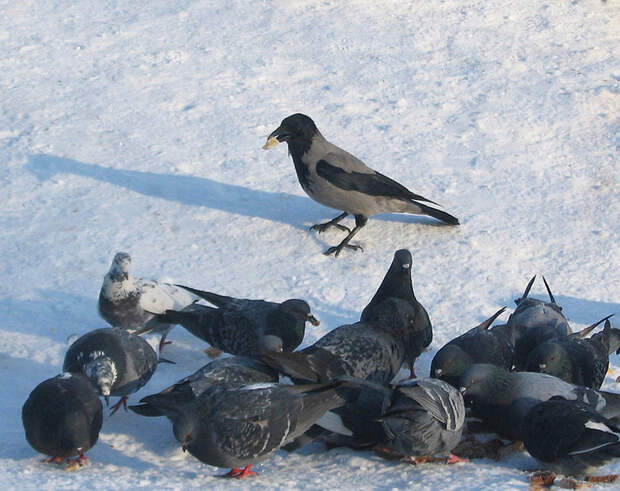 Corvus Sapiens? животные, факты